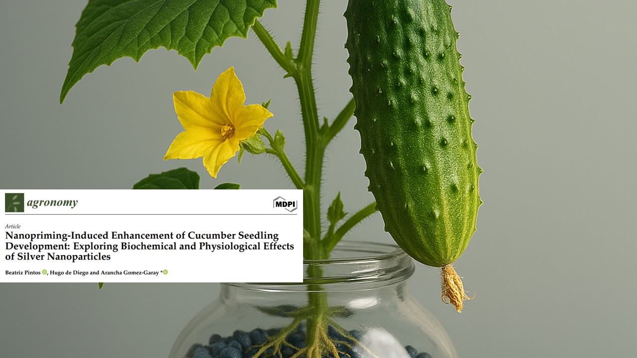 El nanopriming con nanopartículas de plata impulsa el desarrollo de plántulas de pepino